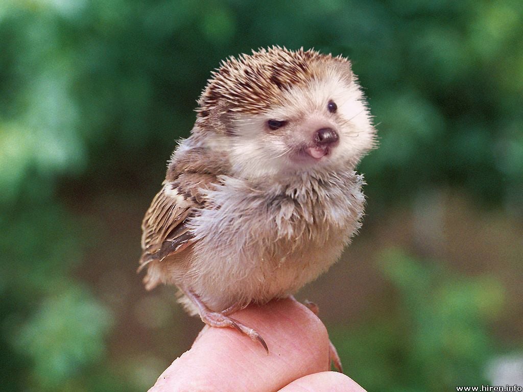Bird Biddy