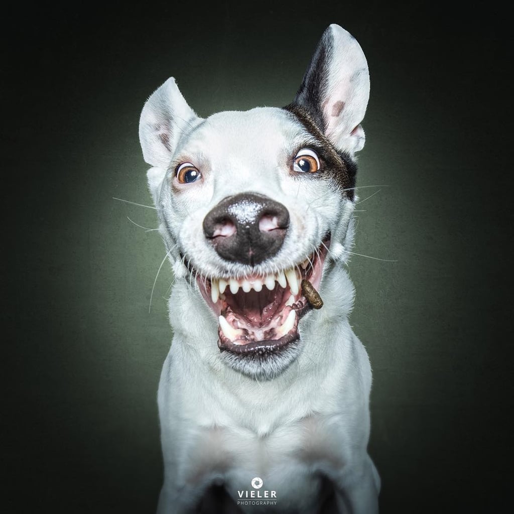 Dogs Catching Treats Photo Series