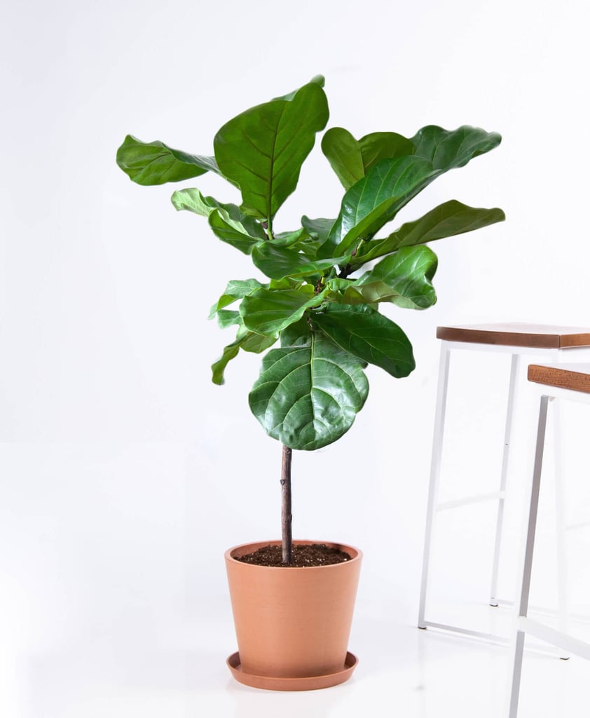 Potted Fiddle Leaf Fig Indoor Plant