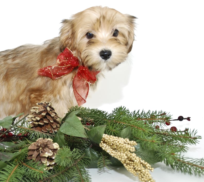 Pinecones and Pup!