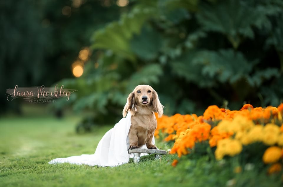Dachshund Maternity Shoot