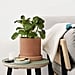 Best Indoor Plants For Bedrooms