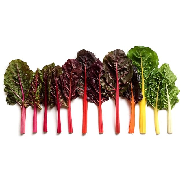 And of course, rainbow chard.