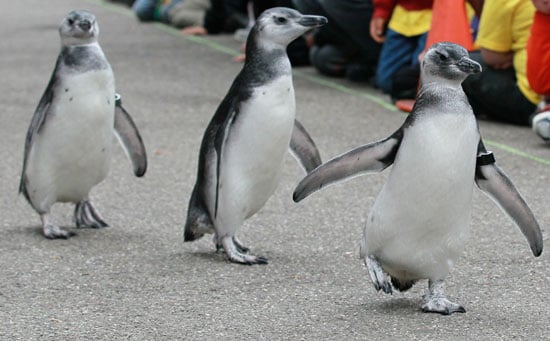 Pictures of the March of the Penguins