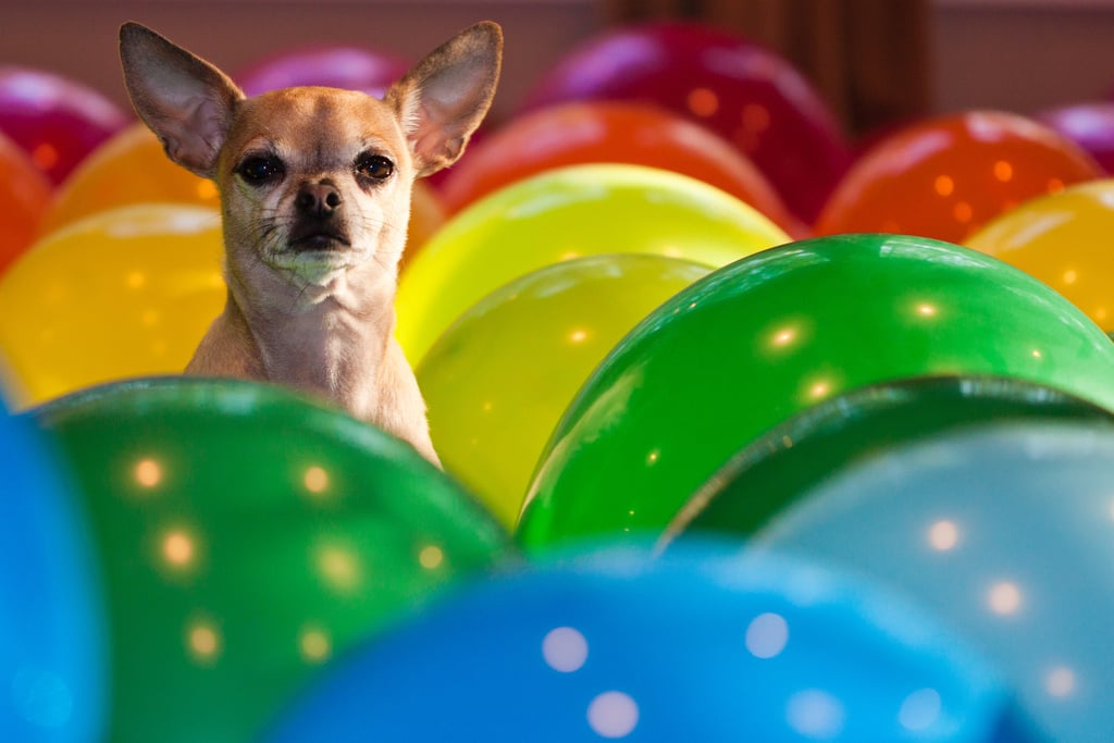 Did someone say birthday party?
Source: Flickr user wsilver