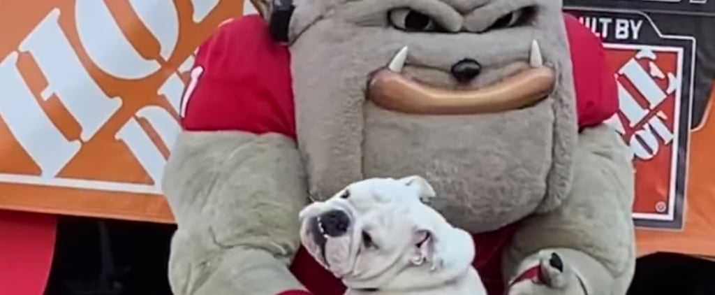 This Video of a Bulldog Meeting a Bulldog Mascot Is So Pure