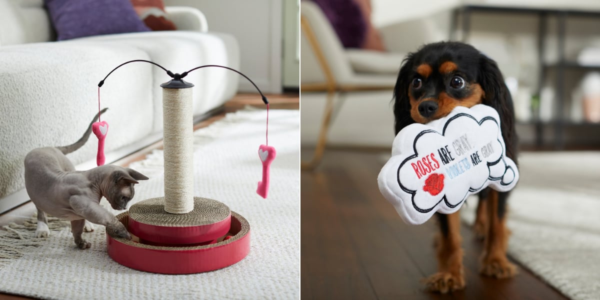 Reddy hotsell dog throw