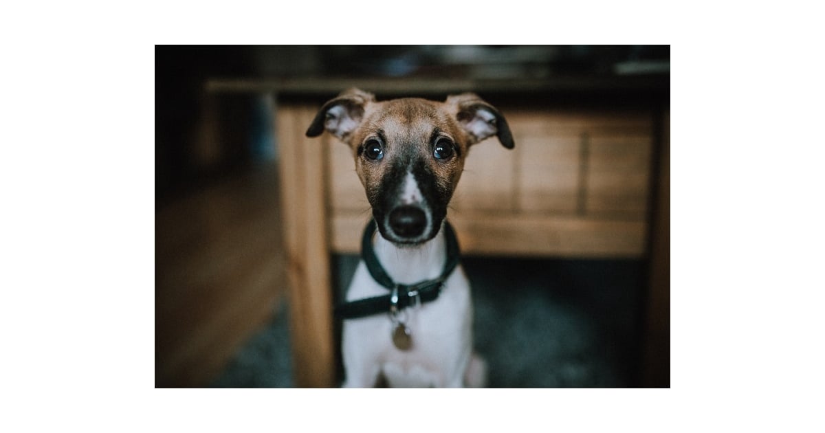 Greyhounds Best Dog Breeds For Small Apartments POPSUGAR Pets Photo 2