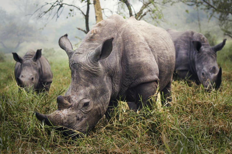 Merit Winner — White Rhinos