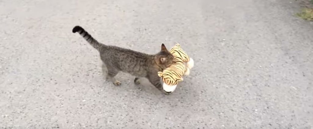 Viral Video of a Cat Walking With a Stuffed Animal