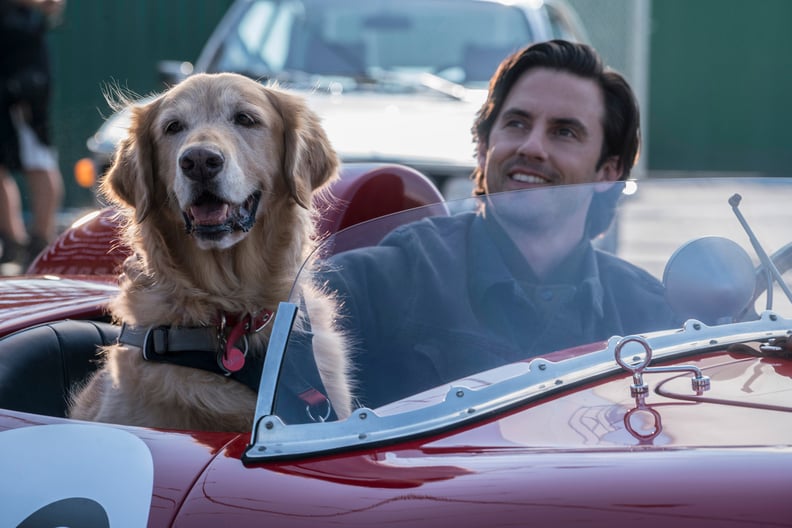 THE ART OF RACING IN THE RAIN, from left: Enzo (voice: Kevin Costner), Milo Ventimiglia, 2019. ph: Doane Gregory / TM & copyright  Twentieth Century Fox Film Corp. All rights reserved. / courtesy Everett Collection