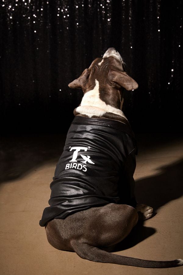 t birds dog costume