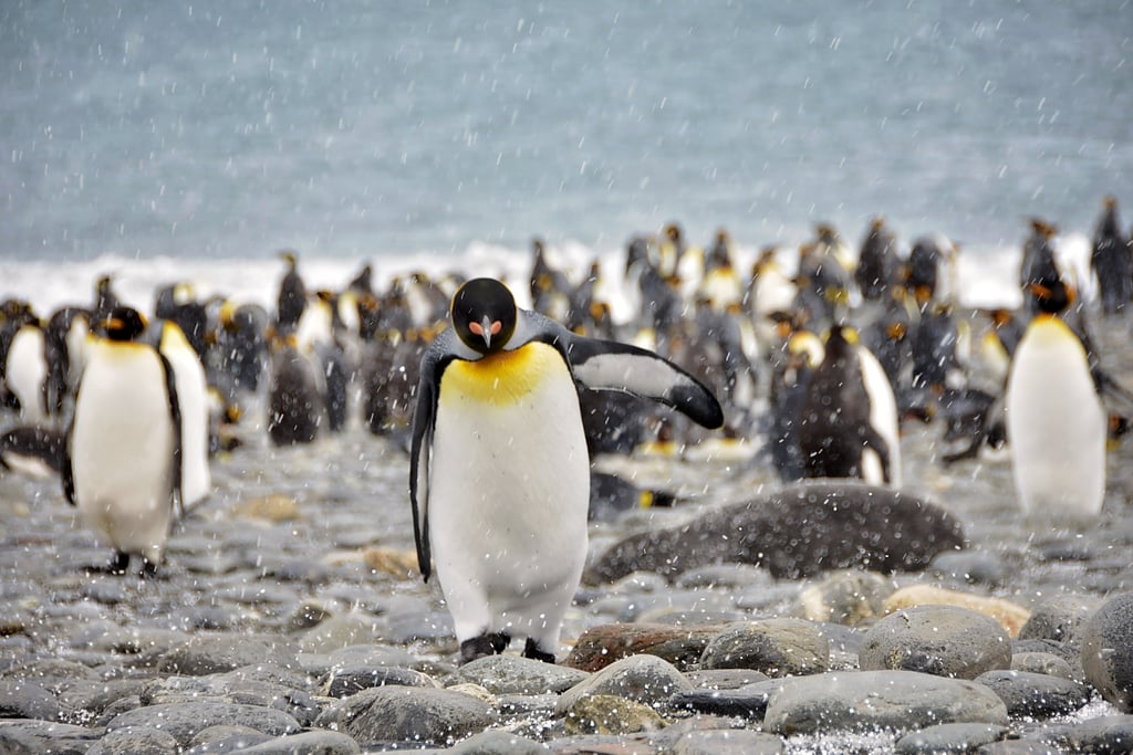 Antarctica King Penguins