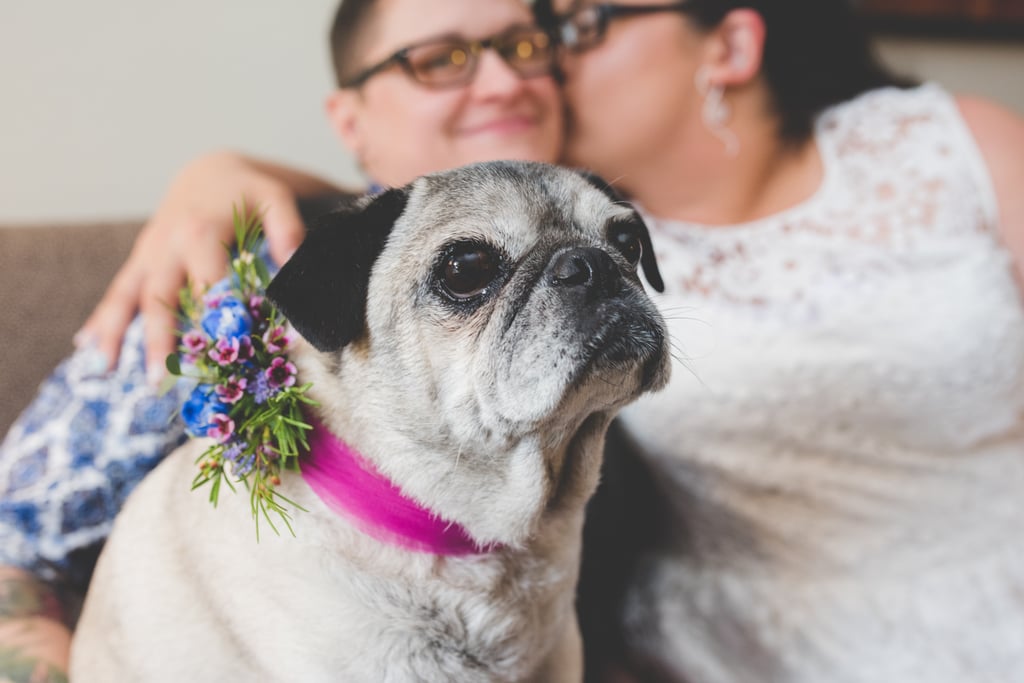 Dogs in Weddings