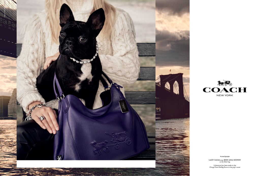 Coach Pups Campaign Ads