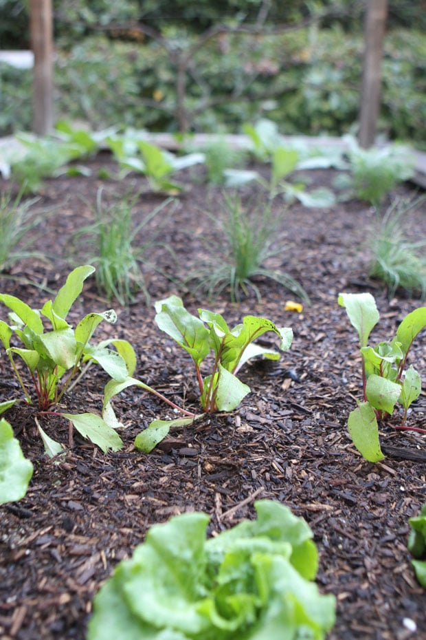 Grow Herbs From Cuttings