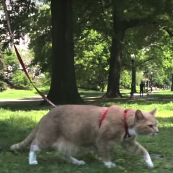 Take Your Cat on an Adventure Day | Video