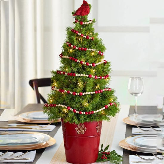 Live tabletop christmas tree with deals lights