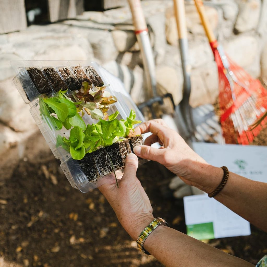 Veggie Garden Monthly Subscription