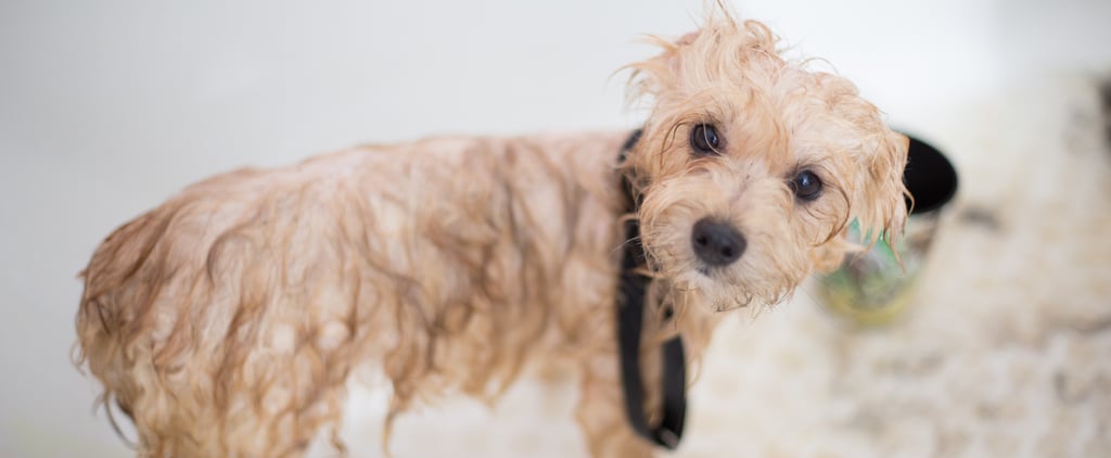 Aquapaw Pet Bathing Tool Review