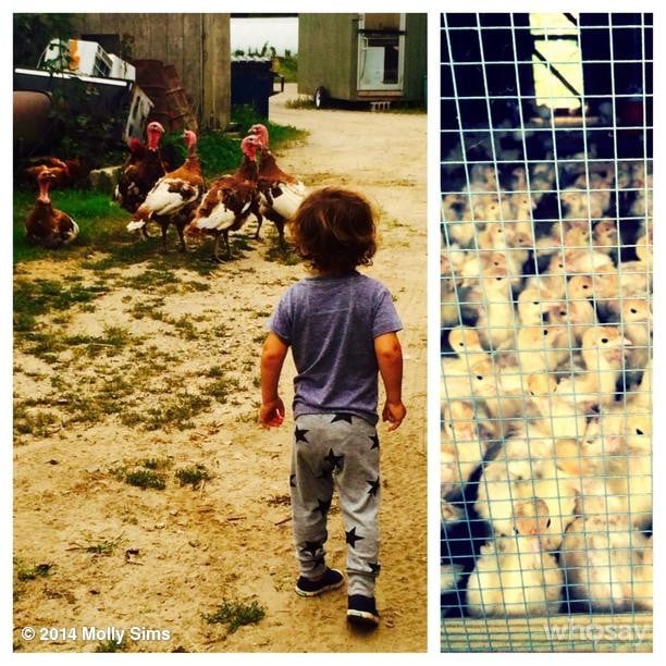 Brooks Stuber visited with turkeys, roosters, and chicks while in the Hamptons in New York.
Source: Instagram user mollybsims