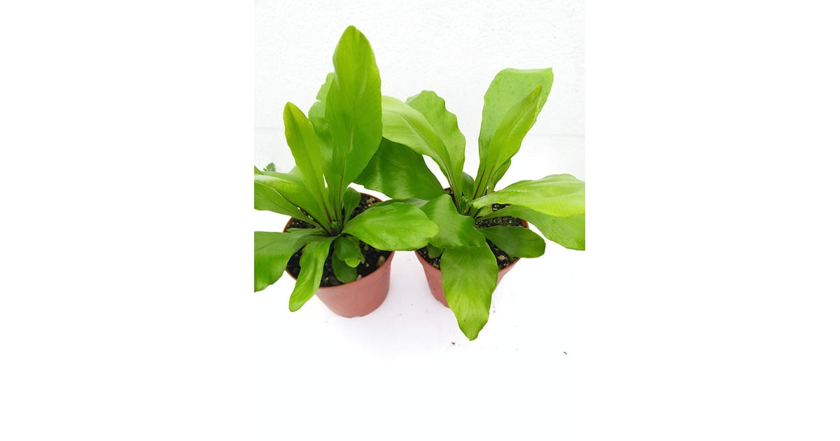 Bird's Nest Fern Best PetFriendly Houseplants POPSUGAR Home UK