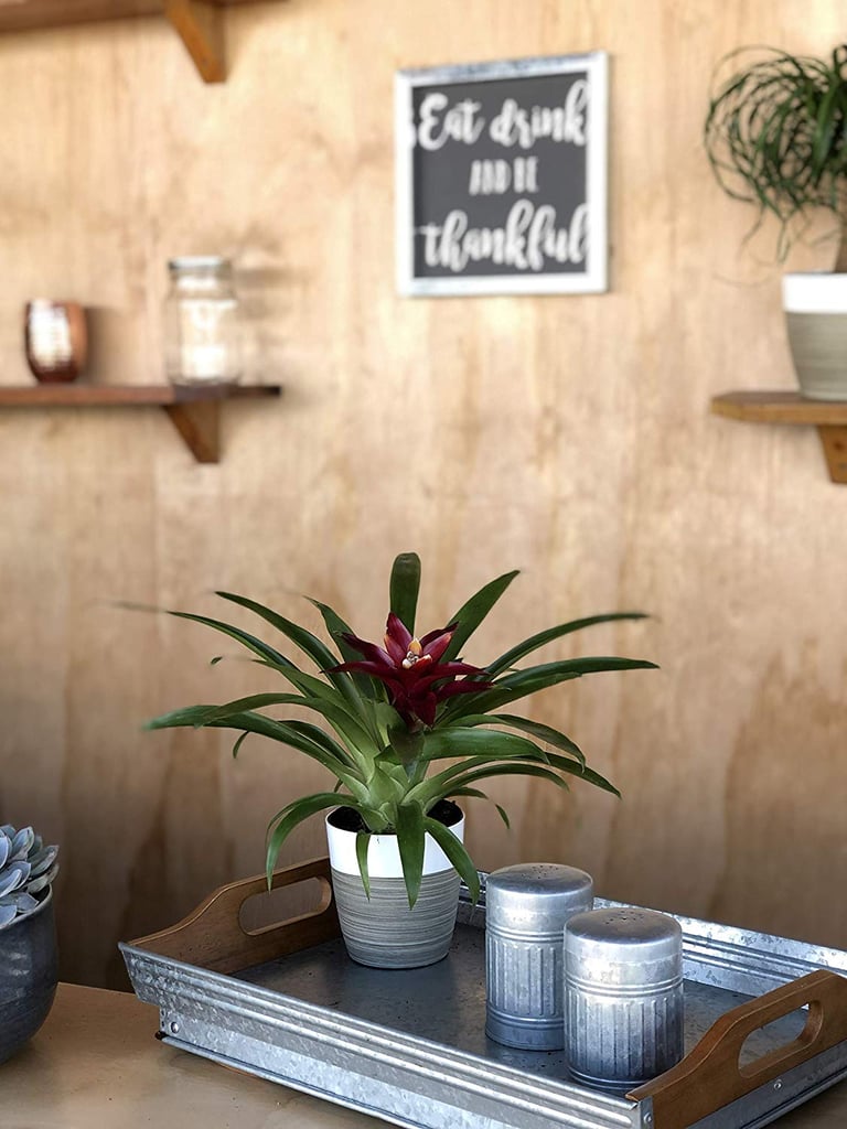 Costa Farms Flowering Bromeliad Indoor Plant