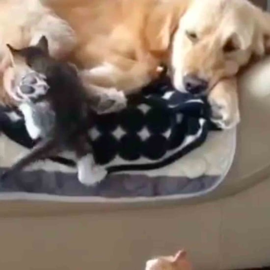 Video of Kittens Trying to Nap With a Golden Retriever