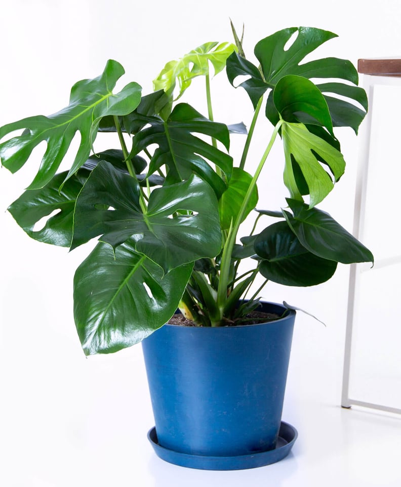 Potted Monstera Indoor Plant