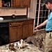 Dad Disciplines Dogs For Eating Out of Trash