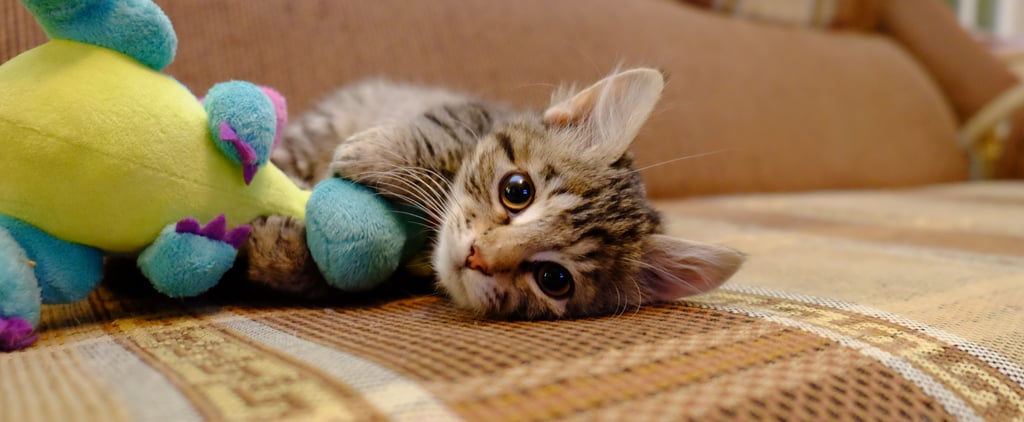 How Much Does It Cost to Have a Cat?