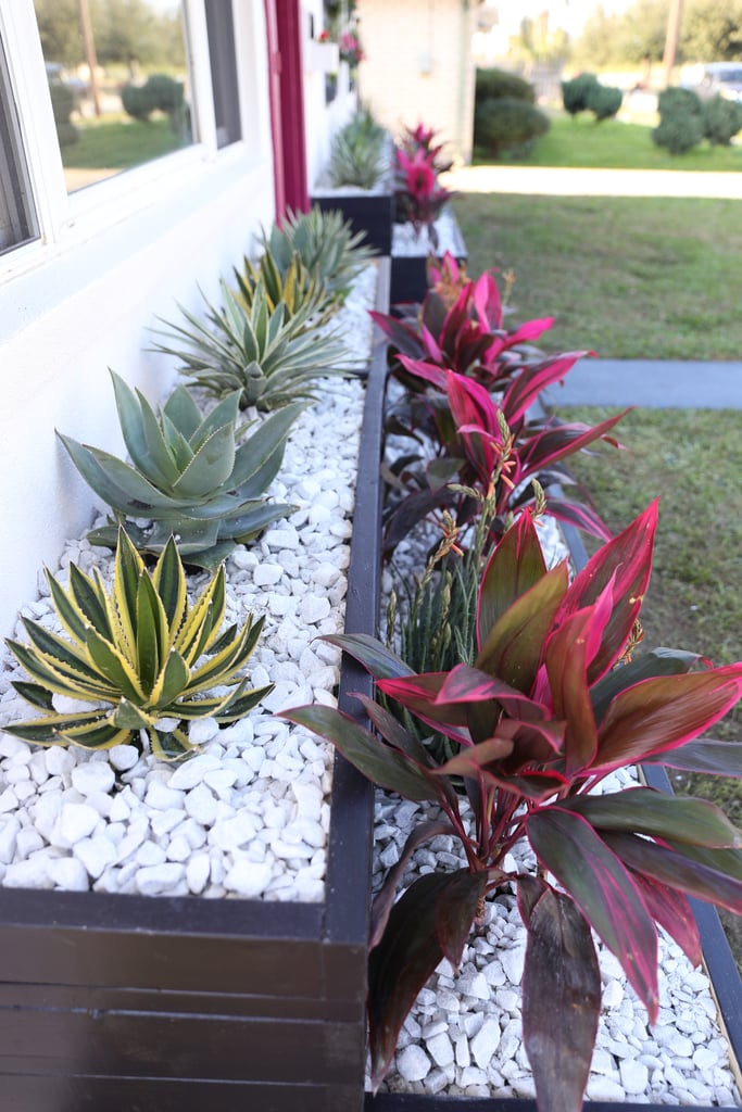 After pulling out the dead bushes that sat in front of Tiffany's home, Monica built wood planters and filled them with Palm Springs plants, like cacti. The "wow" factor comes from the contrast between the black planter and the white rocks. It's a bold look sure to turn the heads of passersby.