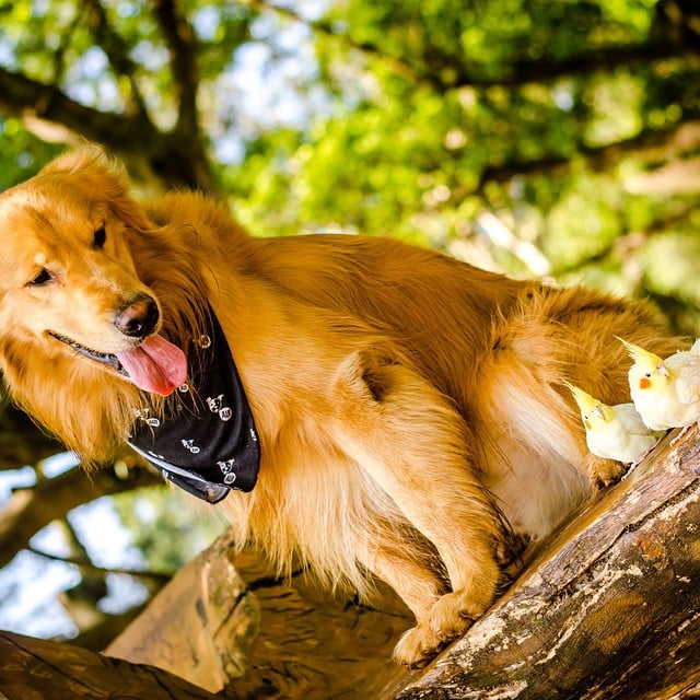 Dog Is Friends With Birds and Hamster