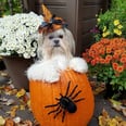 11 Pet Owners Who Put Their Dogs Inside of Pumpkins — Heroes, Every Last 1 of Them