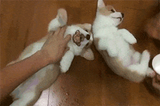 Tummy rubs are the BEST.