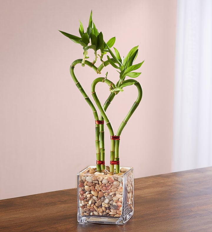 1-800-Flowers' Sweet Heart Bamboo Double Stem