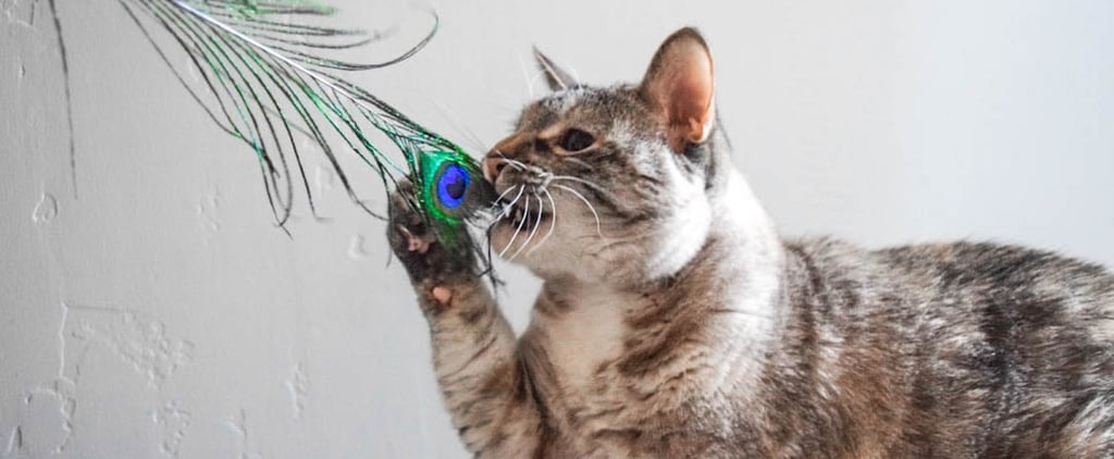 Peacock Feathers Are the Only Toys My Cats Like