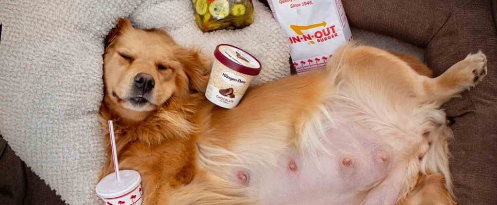 Golden Retriever's Pregnancy Announcement