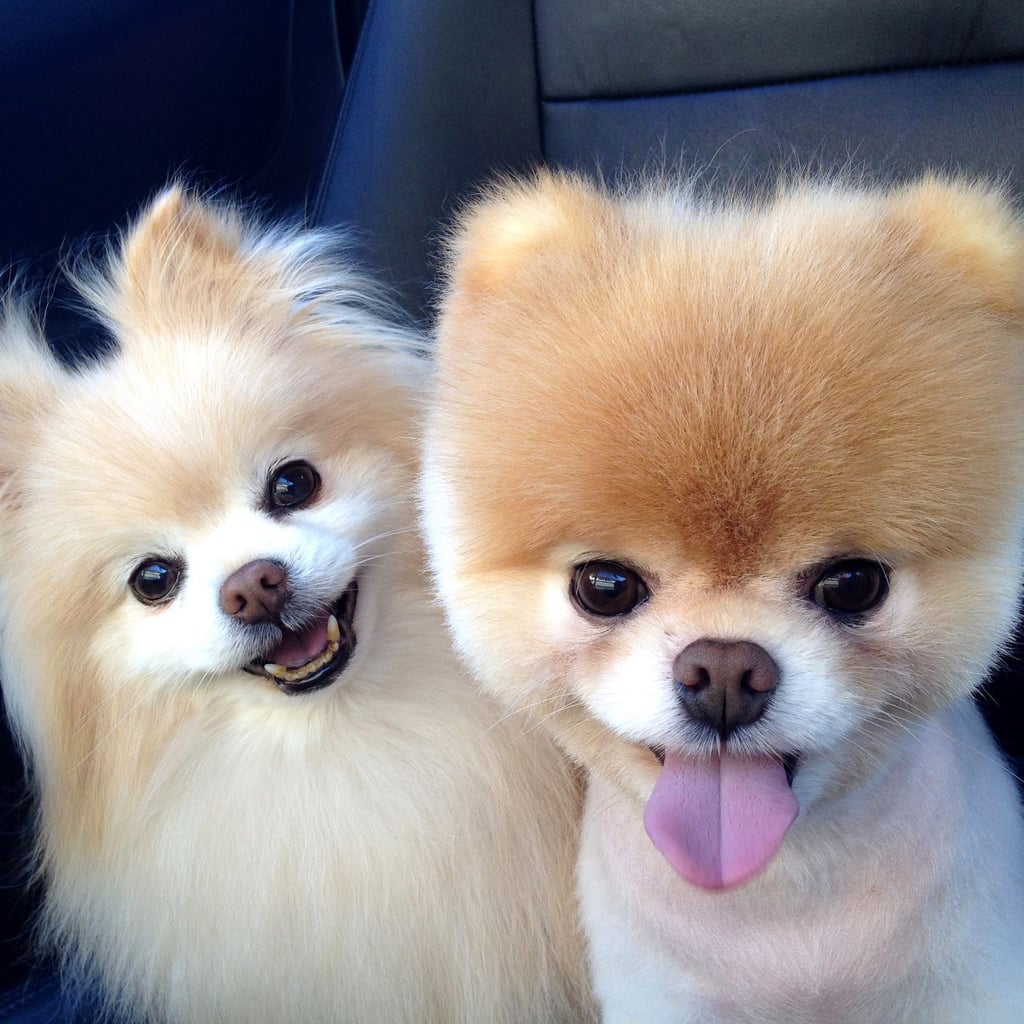 Alguno Tiene Un Pomeranian Contadme Cosas Sobre l ForoCoches
