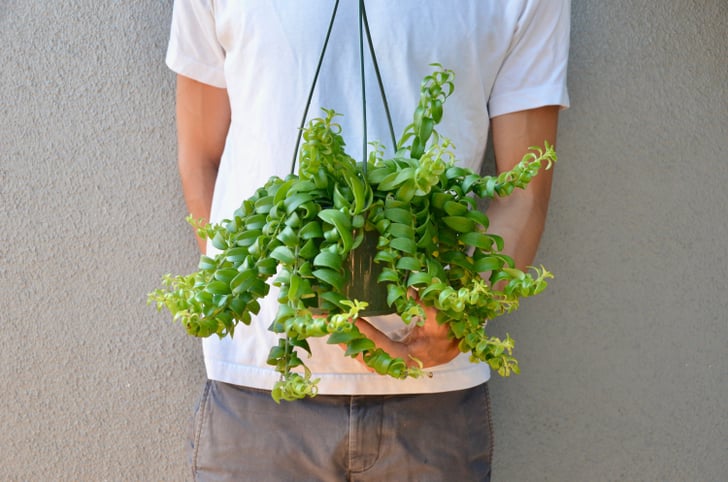 Curly Lipstick Plant | Best Indoor Flower Plants For ...