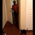 This Tiny Kitten Trying Really Hard to Scare Her Owner Is What the Internet Should Be For