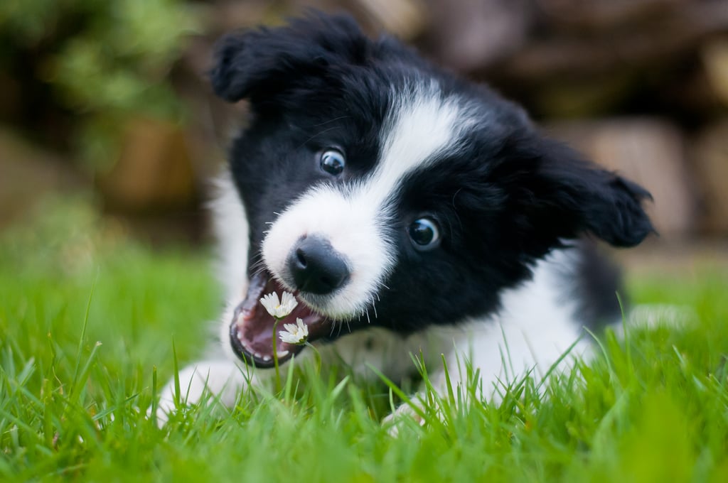 Cute Pictures of Border Collies | POPSUGAR Pets Photo 9