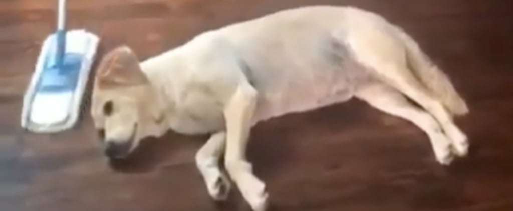 Video of Woman Mopping Around Her Dog