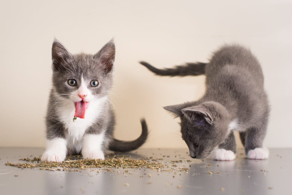 Cats on Catnip Photo Series