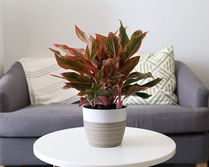 Chinese Evergreen Plant Best Indoor Plants That Help You Sleep