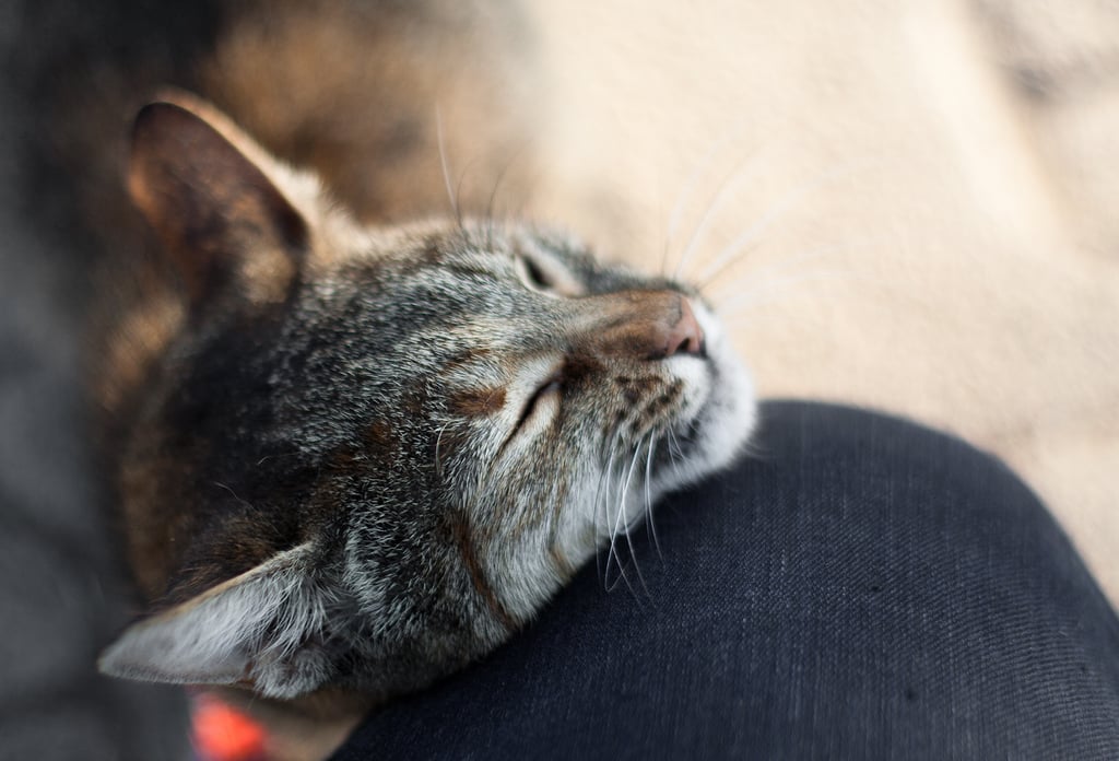 Pet Away Celebrate Love Your Pet Day POPSUGAR Pets Photo 3