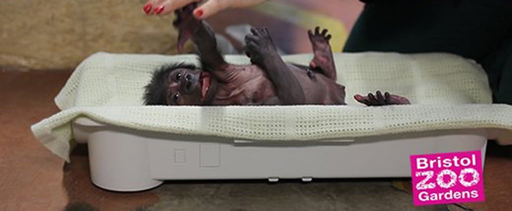 Gorilla Born by C-Section at England Zoo