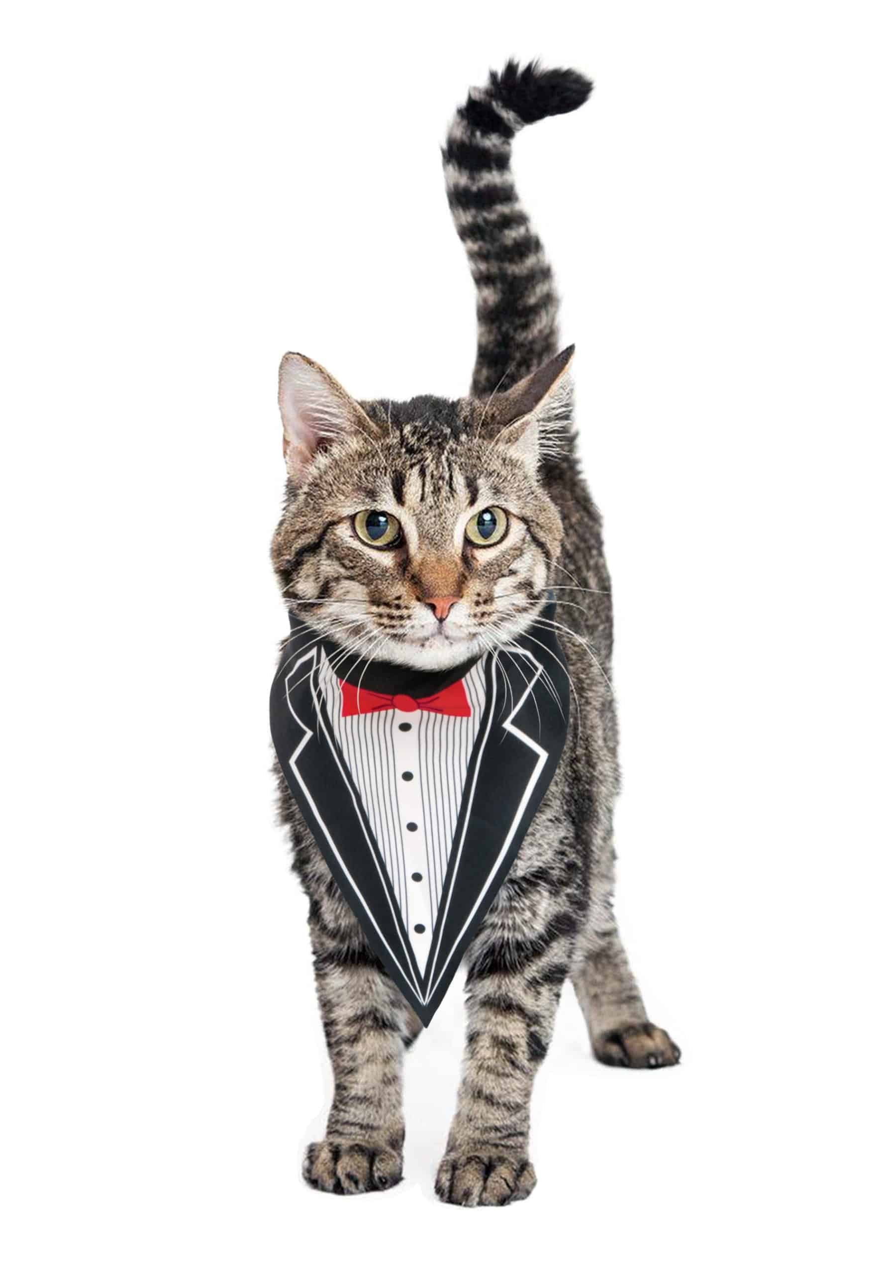 cat tuxedo clothes