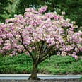 Home Depot Is Selling Cherry Blossom Trees For as Low as $39, So We'll Take 2