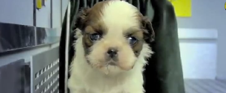 Fuzzy, Fuzzy, Cute, Cute | Video